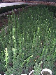 提供金銀花克隆技術(shù)，植物克隆技術(shù)，到榮成農(nóng)業(yè)科技園