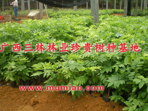 大新黃花梨種植技術(shù)，龍州黃花梨樹，寧明黃花梨苗價(jià)格