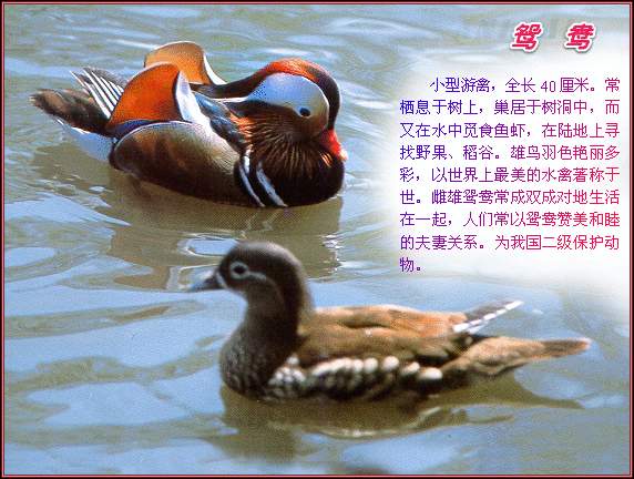供應2011養鴿子賺錢嗎,養肉鴿賺錢嗎?