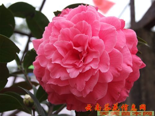 雞心黃皮小苗,荔枝小苗,發財樹小苗/紫微小苗