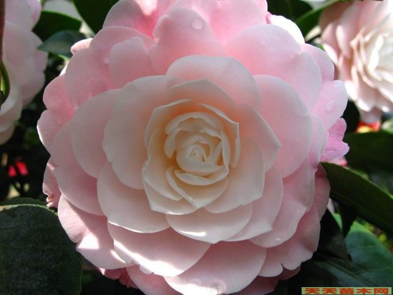 紅藍(lán)花楹小苗,羅漢松小苗,桂花小苗