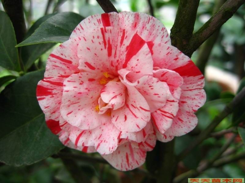 廣州花木銷售/供應(yīng)茶花,南方紅豆杉/紅豆杉小苗