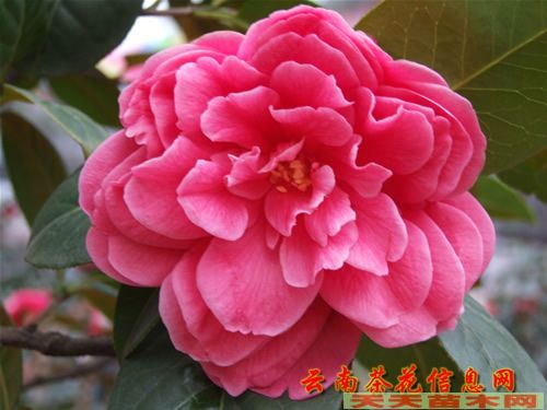 北京綠化苗木/綠化樹苗價格表