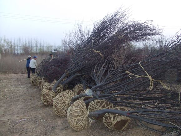 山東那里核桃苗便宜？泰安苗圃場是你的{zj0}去處，泰安核桃嫁接苗