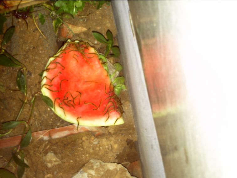 武漢蜈蚣養(yǎng)殖、供應(yīng)蜈蚣種苗、湖北蜈蚣養(yǎng)殖