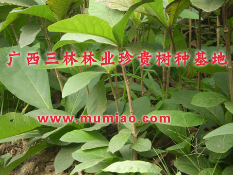 隆林種植檀香的苗場(chǎng)，田陽(yáng)檀香樹(shù)苗，德保檀香苗