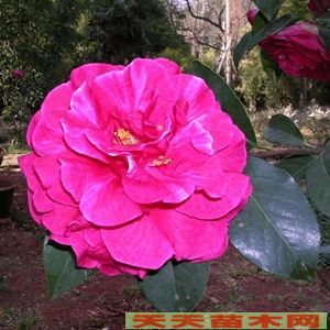 茶花種植技術，茶花價格行情