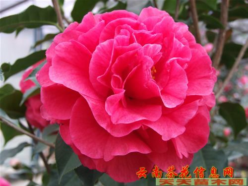 茶花價格行情