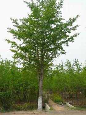  山東銀杏樹(shù)價(jià)格，山東郯城銀杏樹(shù)，四川實(shí)生銀杏樹(shù)價(jià)格表