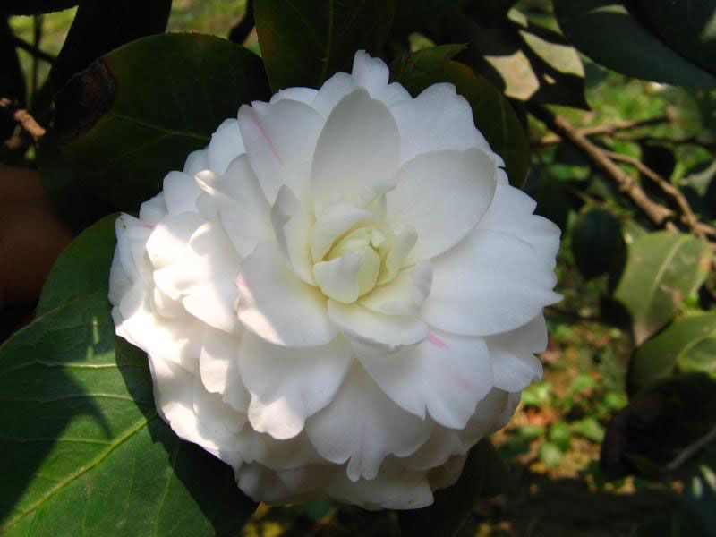 樹苗求購信息,求購桂花樹苗