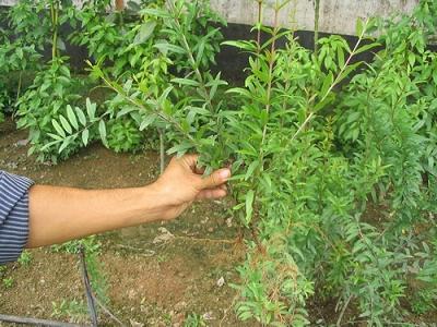 供應(yīng)綠化工程苗，綠化工程種苗，榮成農(nóng)業(yè)示范園，專業(yè)誠信