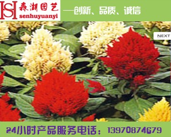 南昌花卉溫室大棚，江西花卉溫室，花卉租擺價(jià)格