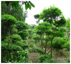 洛陽核桃苗,核桃苗種植,核桃樹苗,洛陽核桃苗基地