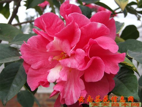 君子蘭小苗/銷售各種名貴茶花