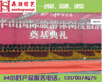 供應(yīng)辦公室花卉租賃，南昌植物花卉租擺，花卉植物租擺