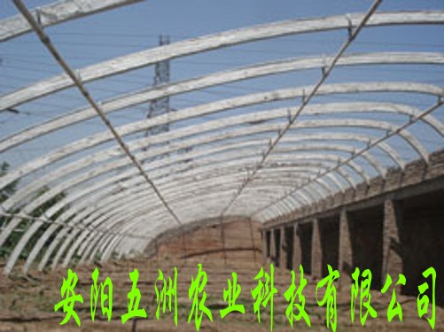 五洲鋼管大棚 鋼管鍍塑大棚骨架