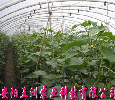五洲連凍溫室蔬菜大棚 溫室大棚建設(shè)
