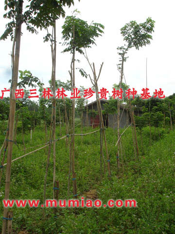 武鳴黃花梨樹價值，橫縣黃花梨樹苗種植