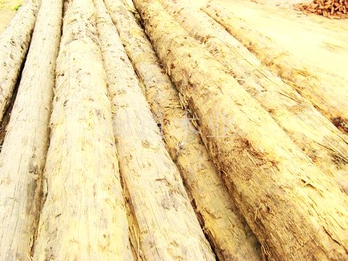 優(yōu)質(zhì)花旗松方木，花旗松板材，花旗松板材銷售