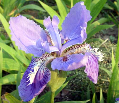 河北供應(yīng)紫花鳶尾|河北紫花鳶尾報(bào)價(jià)|價(jià)格大田苗圃場(chǎng)