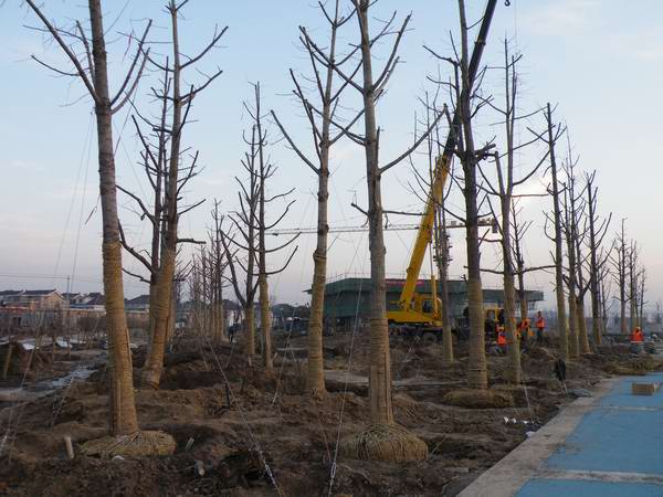 銀杏價(jià)格2012年銀杏價(jià)格表銀杏價(jià)格行情銀杏的價(jià)格報(bào)價(jià)
