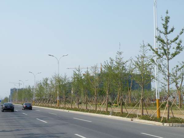 陜西銀杏樹價格銀杏樹苗價格銀杏苗木價格銀杏價格