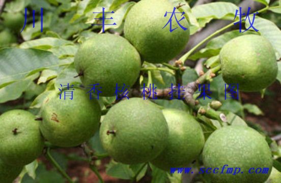 早實(shí)核桃苗-高產(chǎn)優(yōu)質(zhì)核桃苗生產(chǎn)商—川豐農(nóng)牧