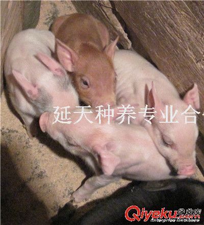小豬