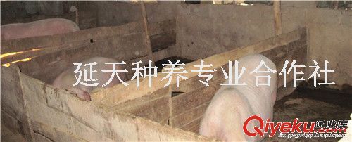 蜜蜂，荔枝蜜，龍眼蜜