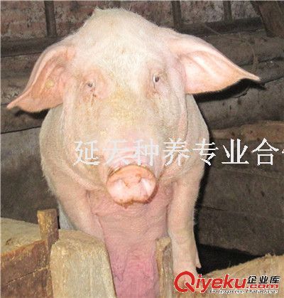 豬