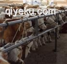 供應牛羊 肉牛養殖基地