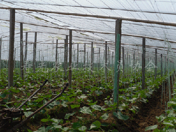 壽光蔬菜大棚支架，蔬菜大棚支架供應，蔬菜大棚支架批發-壽光大宇舜龍