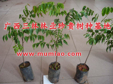格木苗價格，惠州格木基地，格木苗