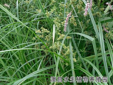 各種水生植物品種，水生植物時(shí)間，水生植物教學(xué)
