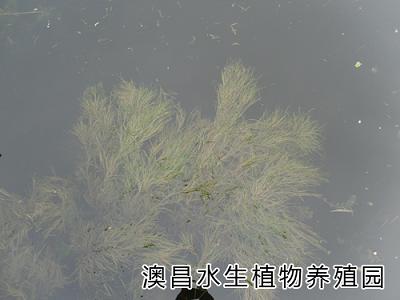保定水生植物公司，雄縣水生植物廠家，水生植物園