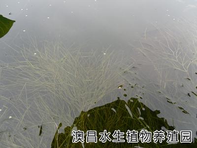 欣賞水生植物圖片，訂購水生植物種苗，水生植物價值