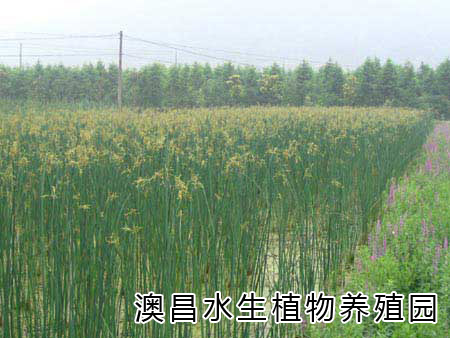 經營水生植物種苗，標準水生植物種苗，水生植物園