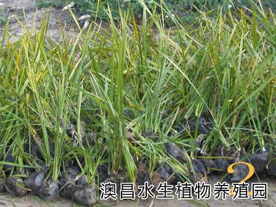 經營水生植物種苗，標準水生植物種苗，水生植物園