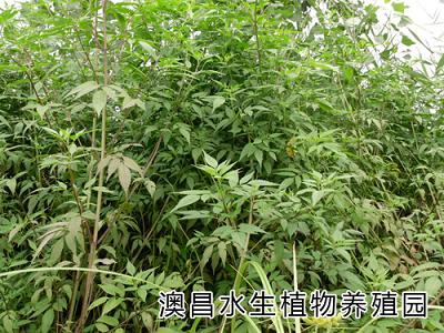 經營水生植物種苗，標準水生植物種苗，水生植物園