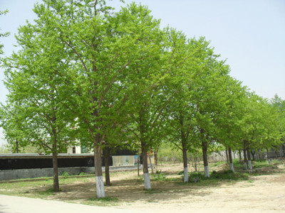 銀杏苗木價(jià)格2012年銀杏樹(shù)價(jià)格表
