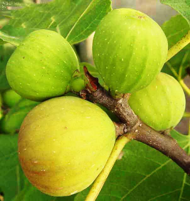 無花果，無花果繁殖技術(shù)，繁殖技術(shù)