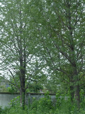 邳州銀杏嫁接樹(shù)，邳州銀杏實(shí)生樹(shù)，邳州銀杏樹(shù)價(jià)格