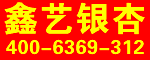 山東銀杏樹，山東銀杏樹價格，廣西銀杏樹