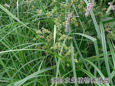 水生植物技術(shù)，水生植物中心，河北水生植物公司