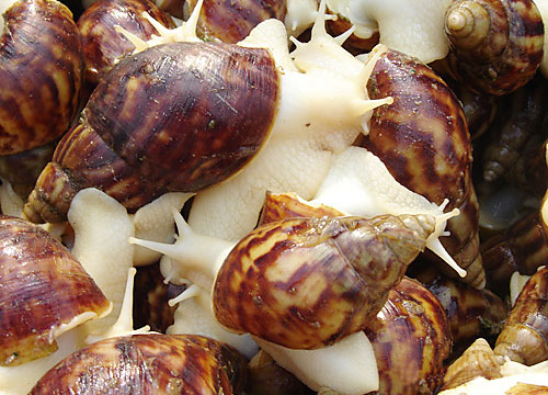 白玉蝸牛，繁殖白玉蝸牛的技術(shù)，榮成示范園