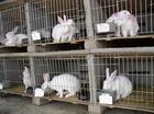 肉羊養殖場肉羊品種 肉羊效益 肉羊養殖 肉羊種羊 以及羊圈建設