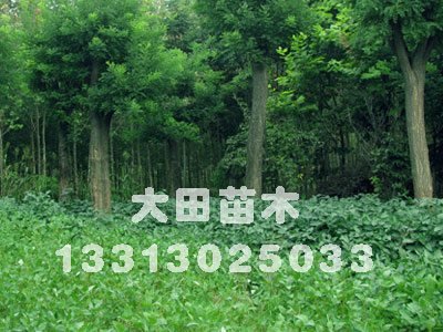 河北供應(yīng)國(guó)槐-2012年國(guó)槐{zx1}價(jià)格_國(guó)槐便宜_春天國(guó)槐大田苗圃場(chǎng)