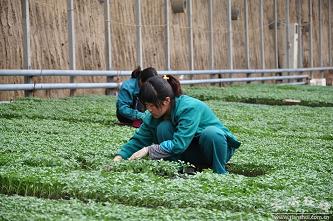 大棚建设|蔬菜大棚建设|大棚建设厂家|大棚建设技术