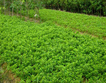 河北供應(yīng)小葉黃楊價格_小葉黃楊種植技巧|列舉大田苗圃場