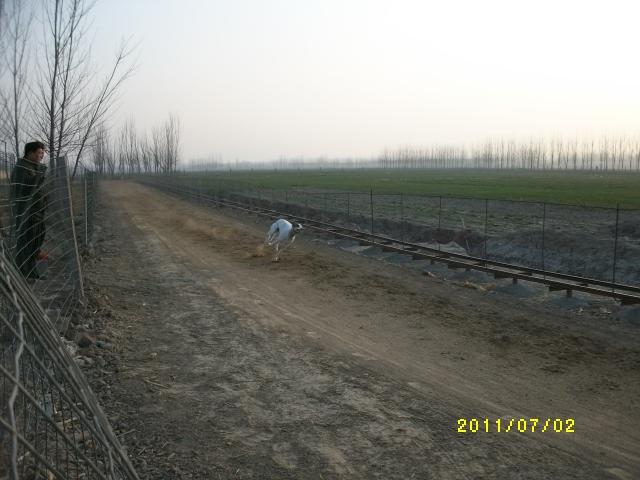 賽道犬的速度常年供應孔雀